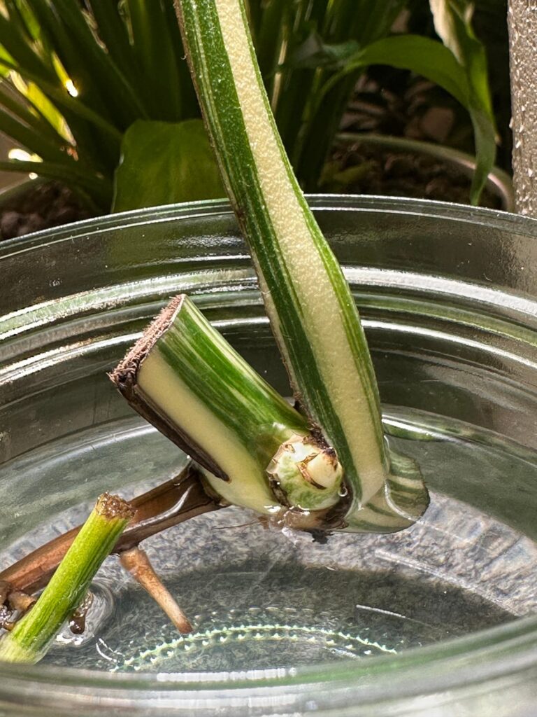 Monstera propagation smaller offshoot roots turned brown and mushy. Now I added leca and lifted the stem above surface Monstera propagation smaller offshoot roots turned brown and mushy. Now I added leca and lifted the stem above surface