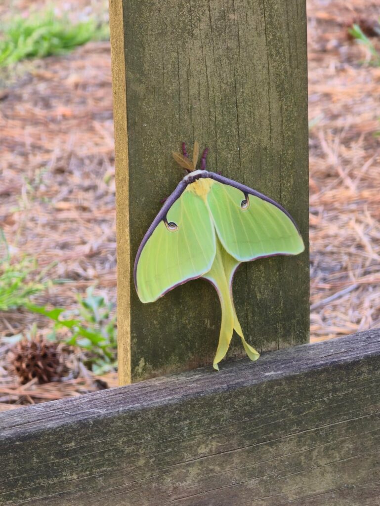 Pollinator Spotting - Luna Moth