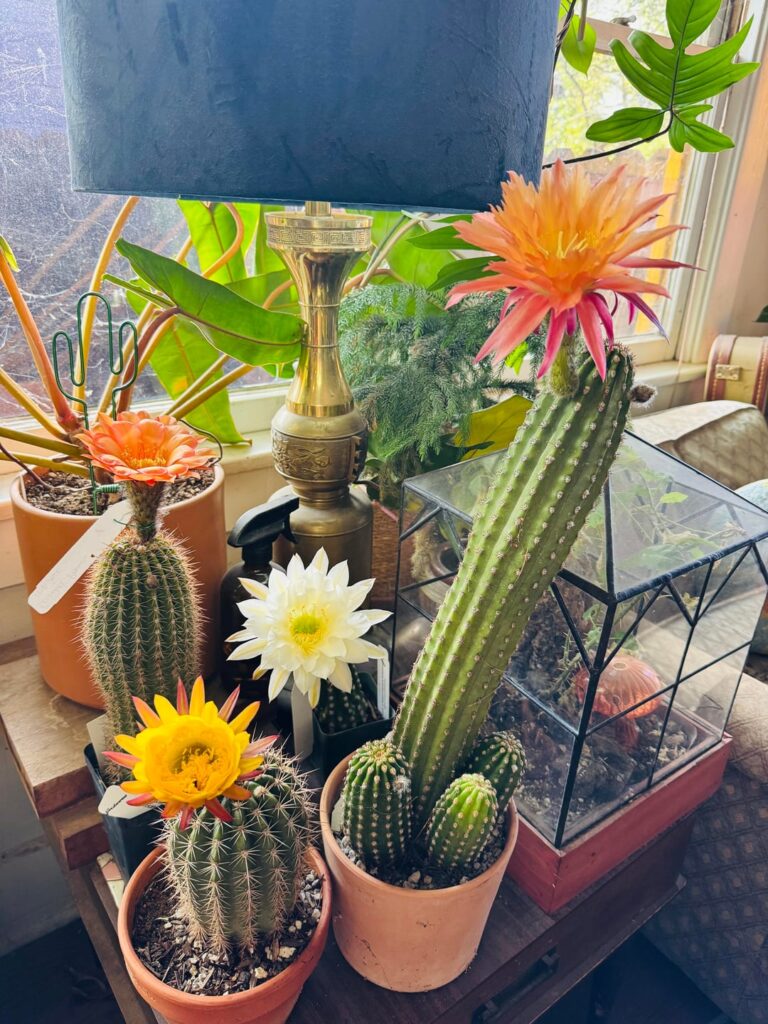 If it’s raining bring them inside