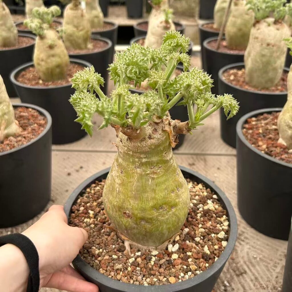 Cyphostemma uter var. macropus (Angola)