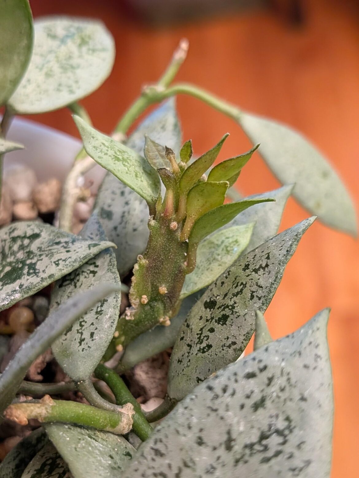 Mutated vine on my hoya lacunosa