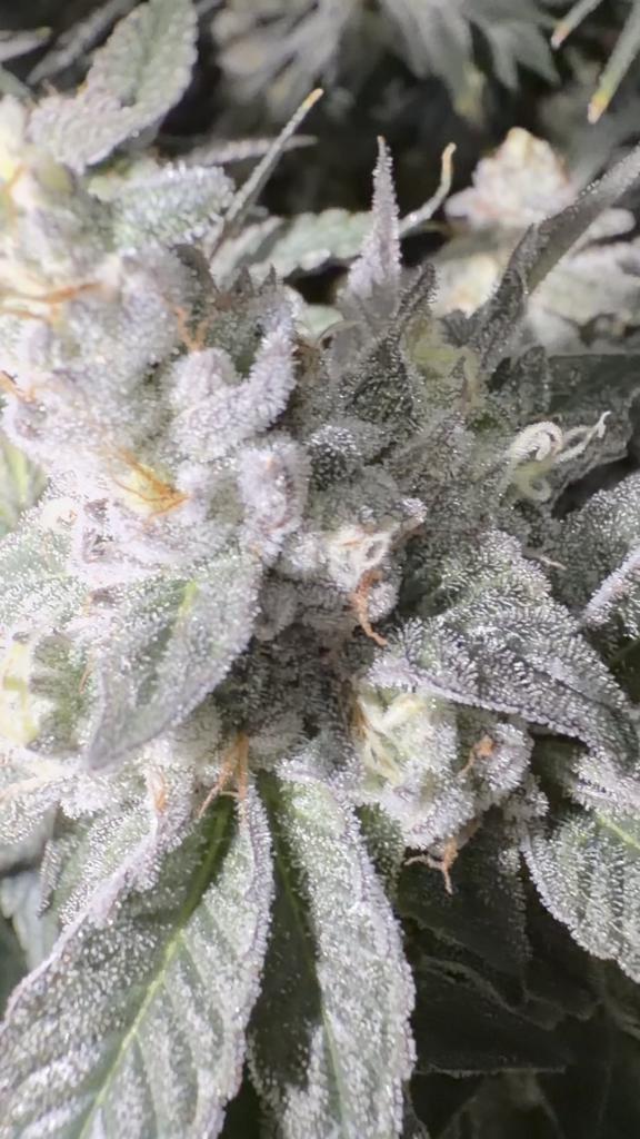Cloudy ⛅️ With a chance of Dank.