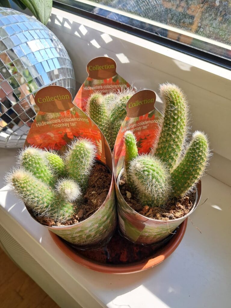 Finally got my hands on Monkey Tail cacti! Care tips?
