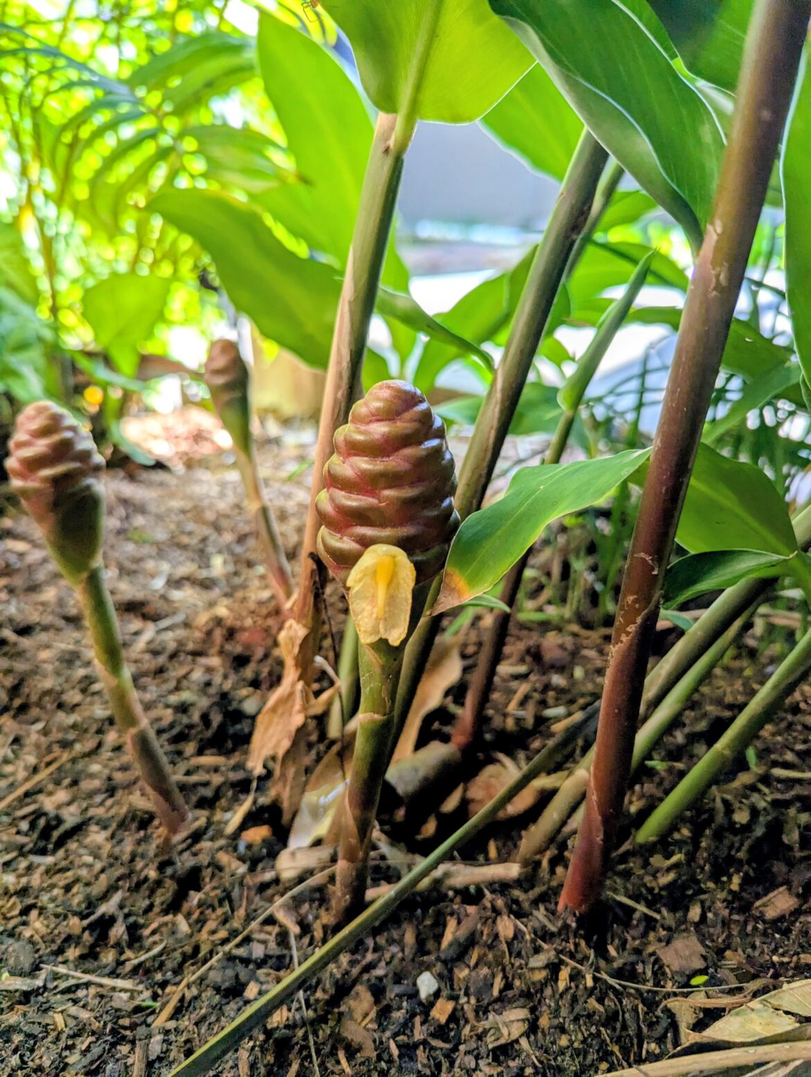 Beehive Ginger first flower
