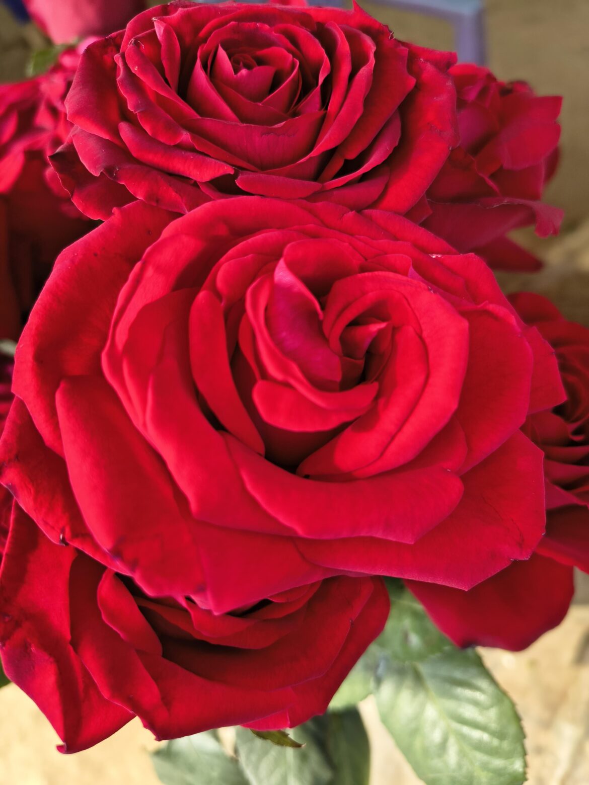 Rosa Indica[OC]