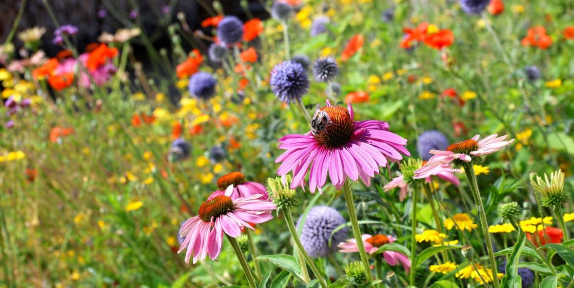 How to Start a Wildflower Garden in 2026 How to Start a Wildflower Garden in 2026