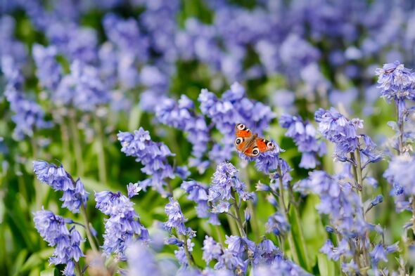 Colourful peacock butterfly resting