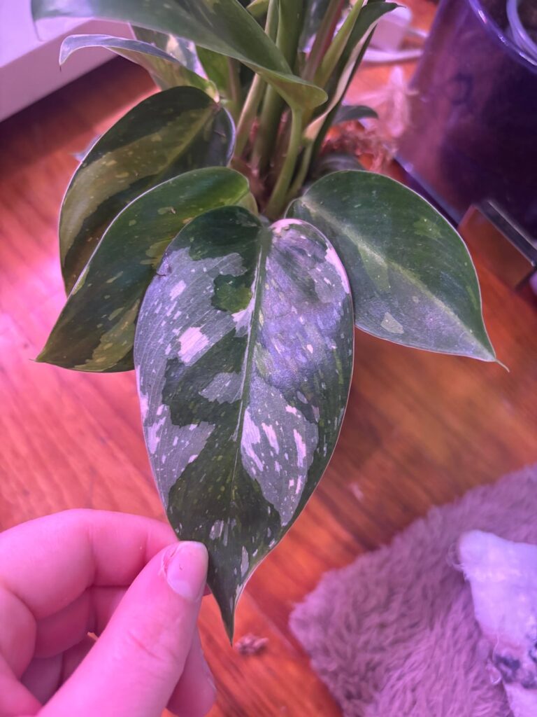 Does anybody else’s GCN have Albo, aurea, and green on green all together?