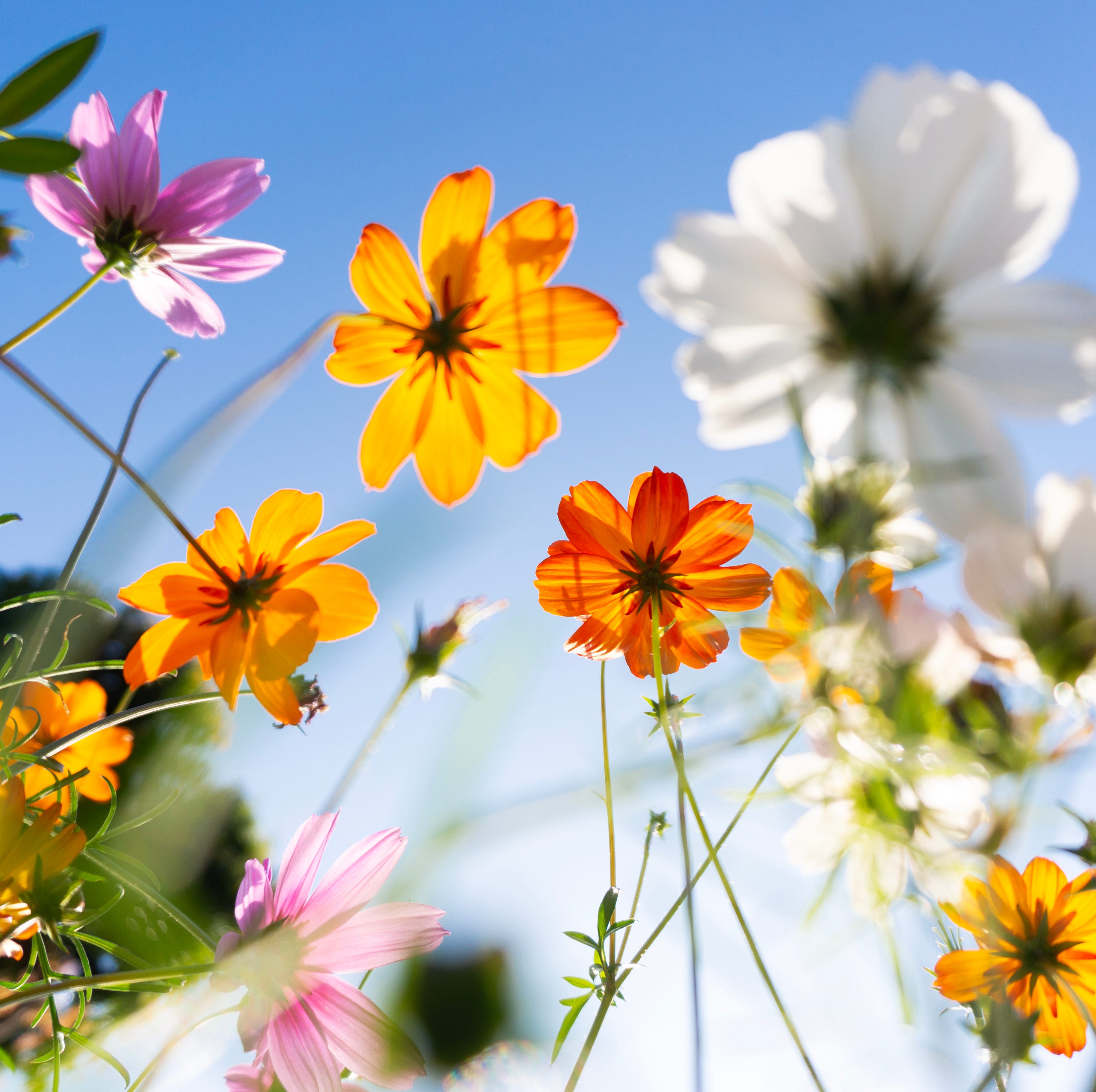 cosmos blooming in a park