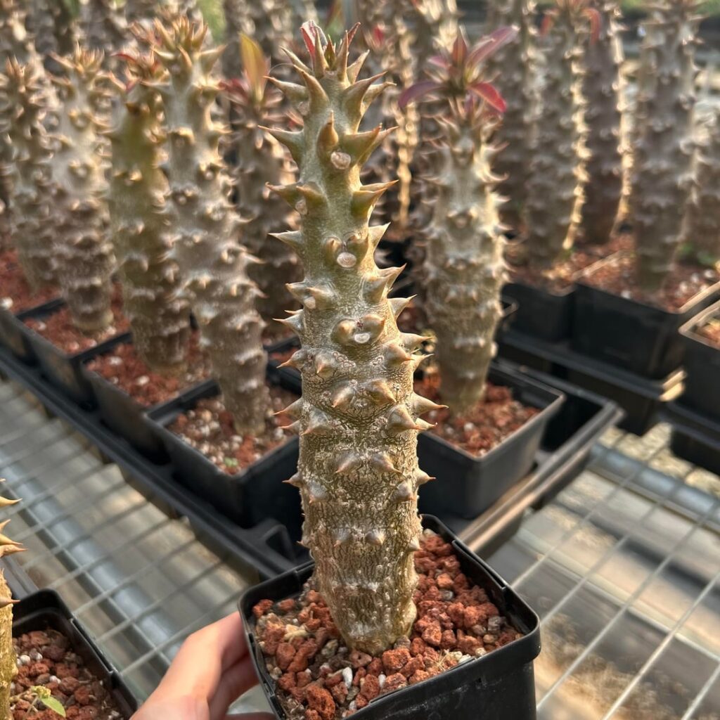 Pachypodium baronii
