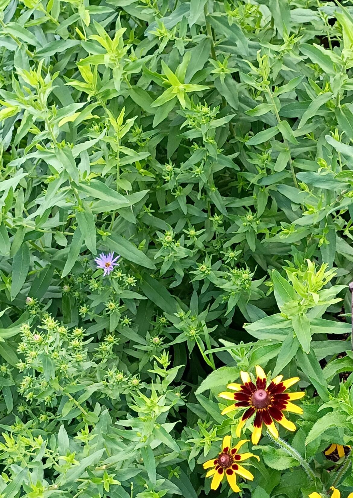 A lil spring aster