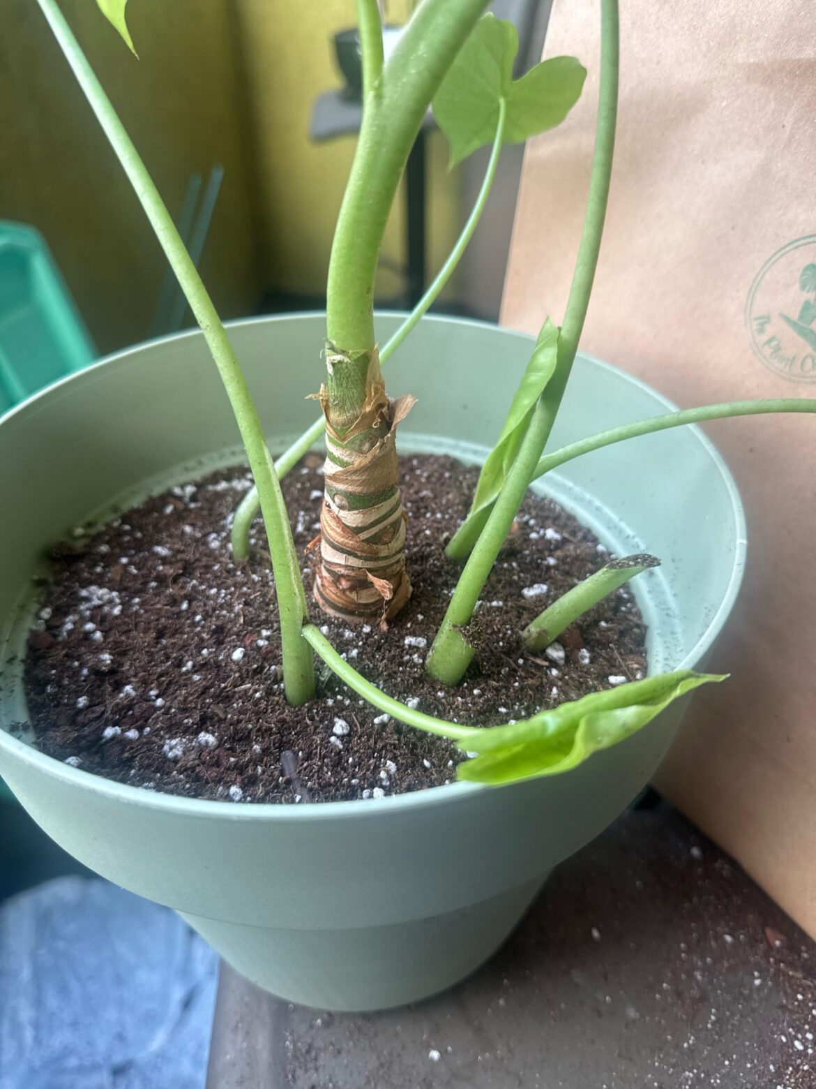 Living in Repotting Heaven 🫠