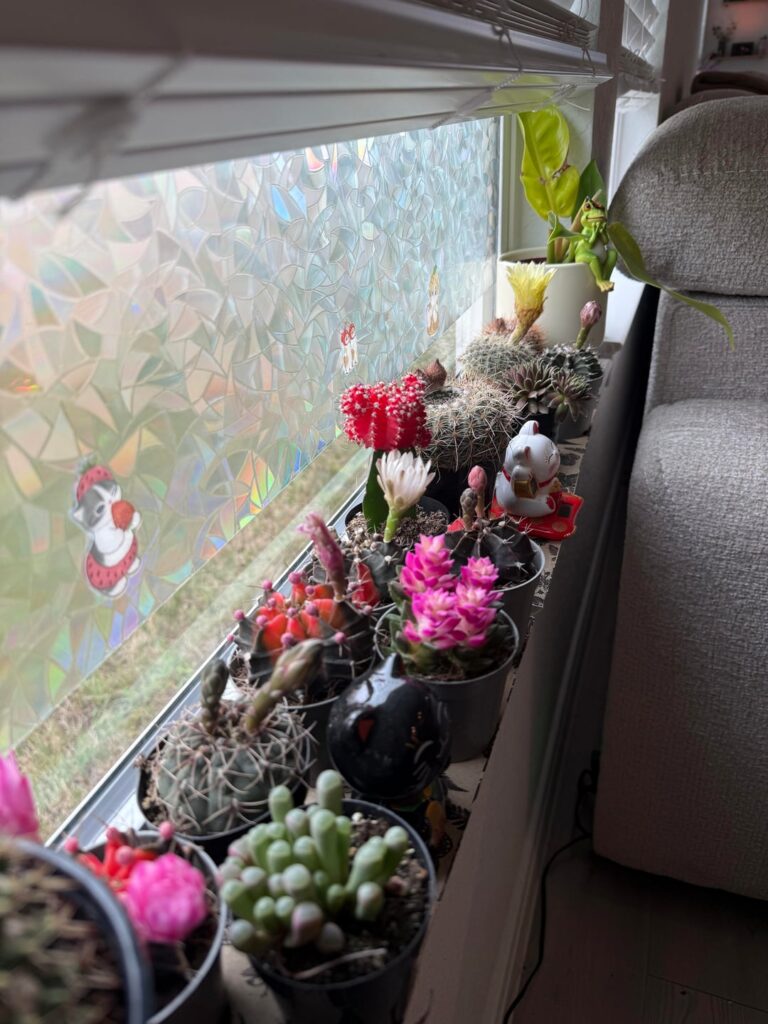 Mi obsesión por ver florecer a los cactus