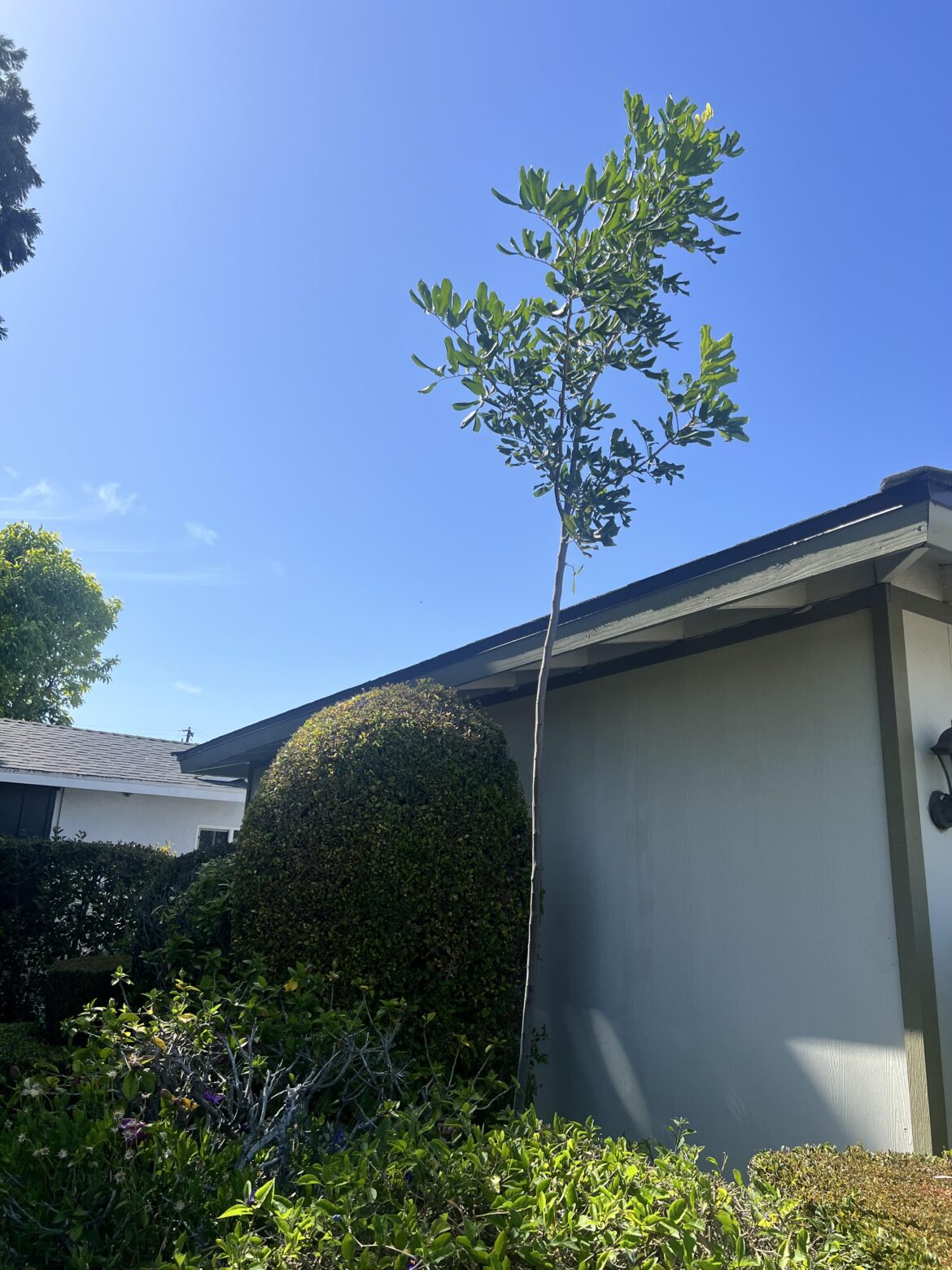 I stabbed a stick into the ground and it started growing, it’s been about 5 months.