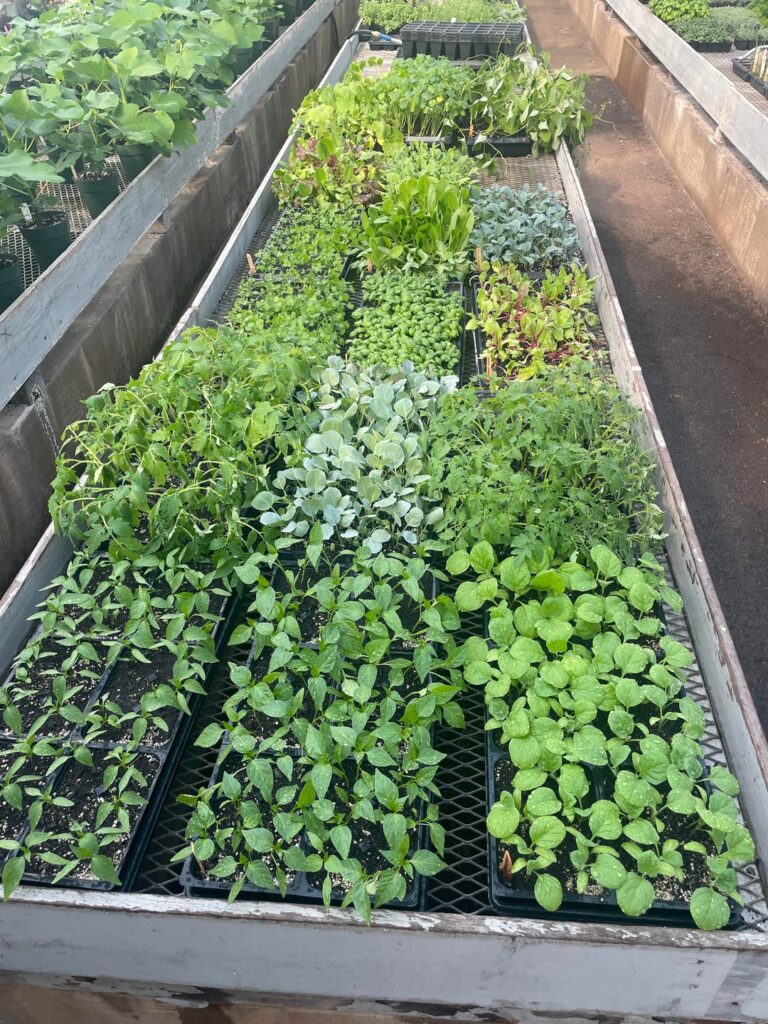 First time growing from seed, every seed I planted grew, any tips?