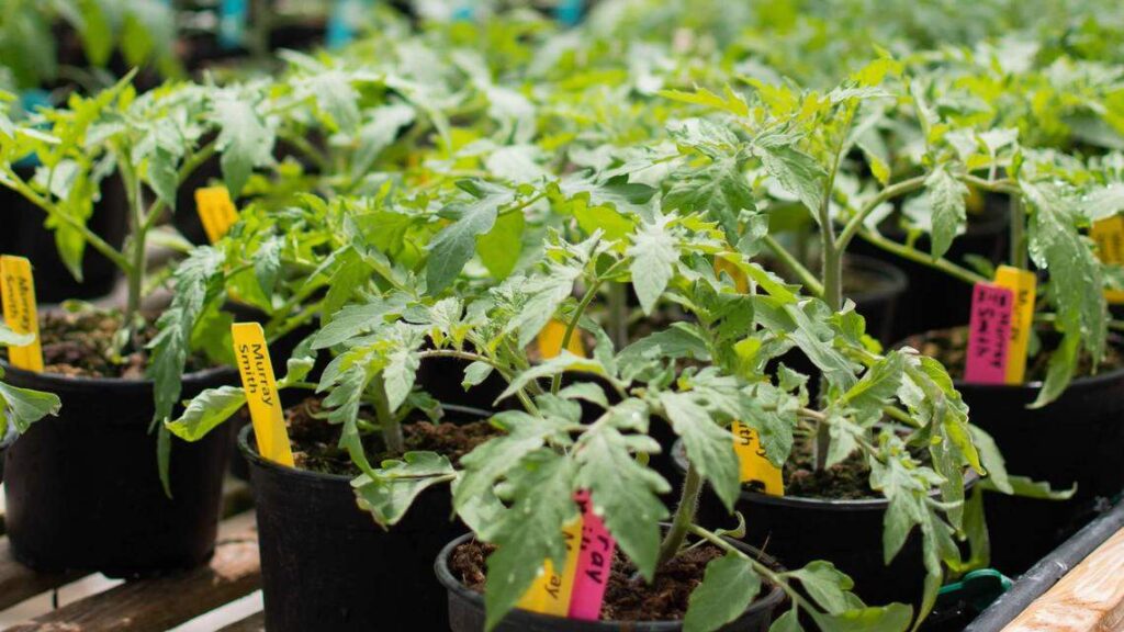 Free gardening class in Woodland teaches summer crop basics
