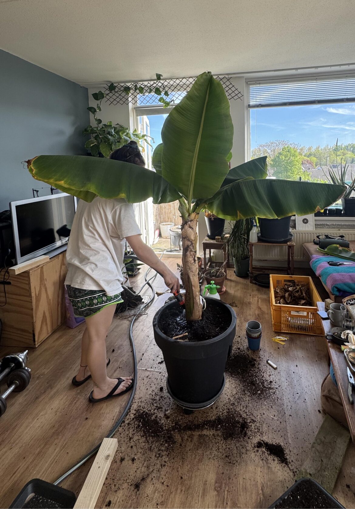 Transplant day for the Banana