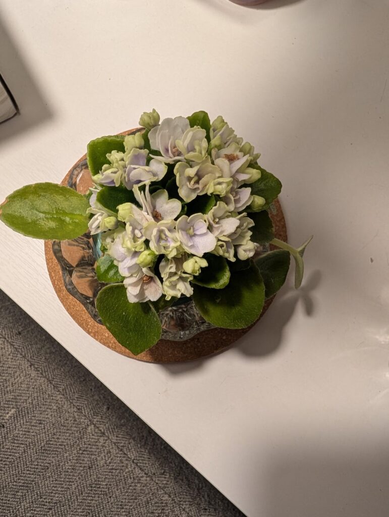 My first re-bloom 😍 My first re-bloom 😍
