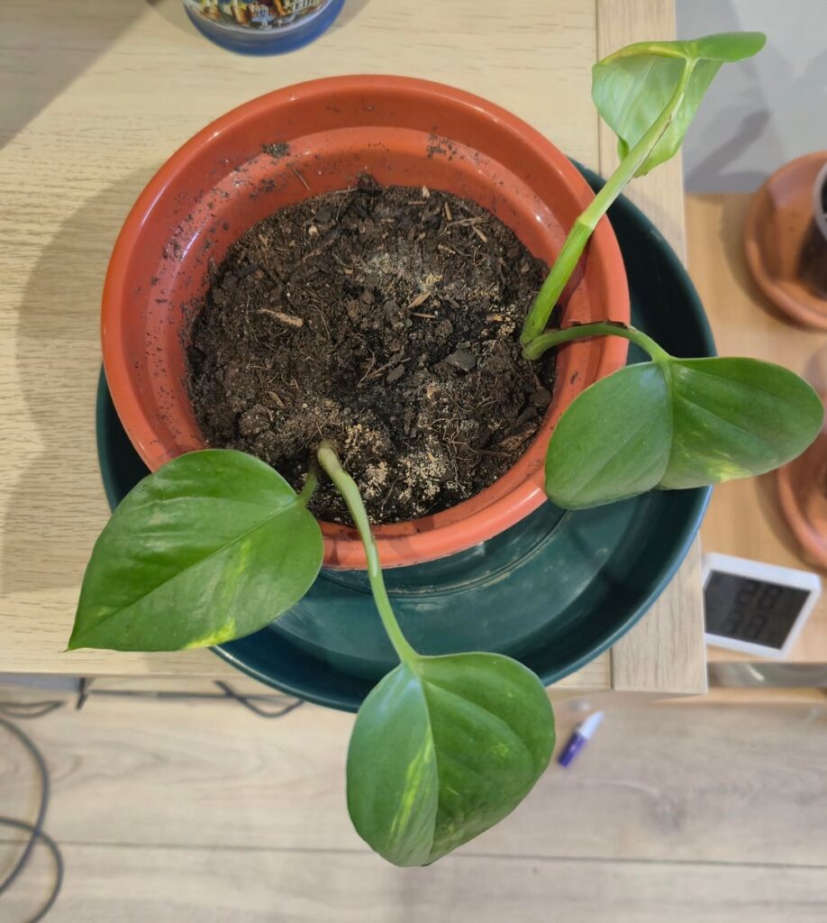 Should I repot?