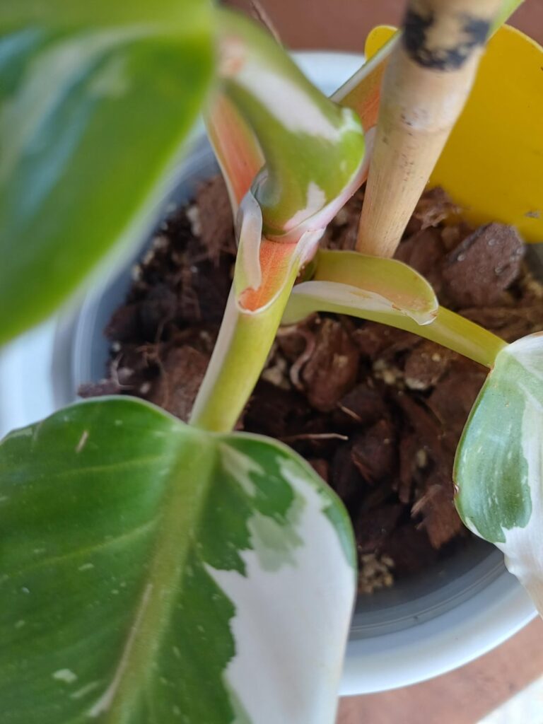 Why are the stems getting a different colour?