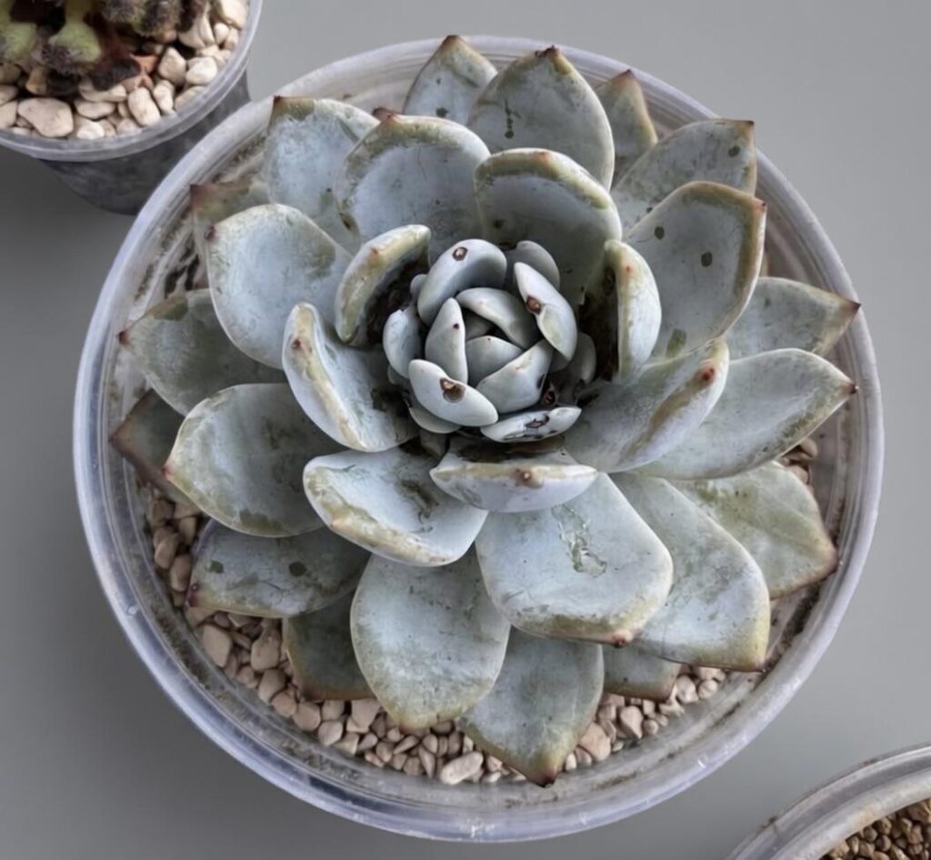 An echeveria in an echeveria