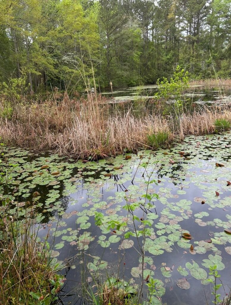 1.25 acre pond muck and vegetation removal 1.25 acre pond muck and vegetation removal