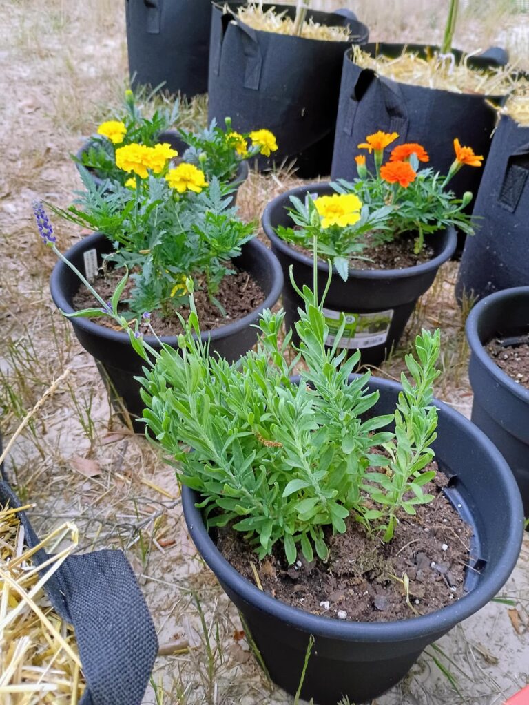 What’s this lavender trying to tell me? What's this lavender trying to tell me?