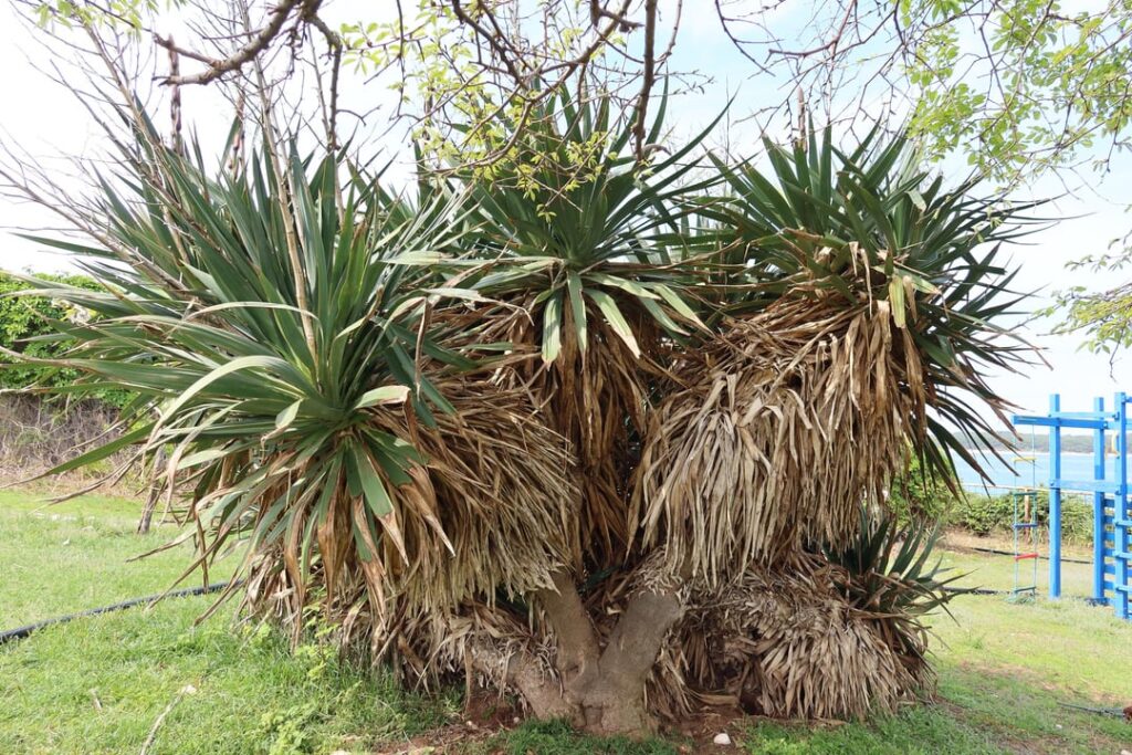 Before and after of my yucca Before and after of my yucca