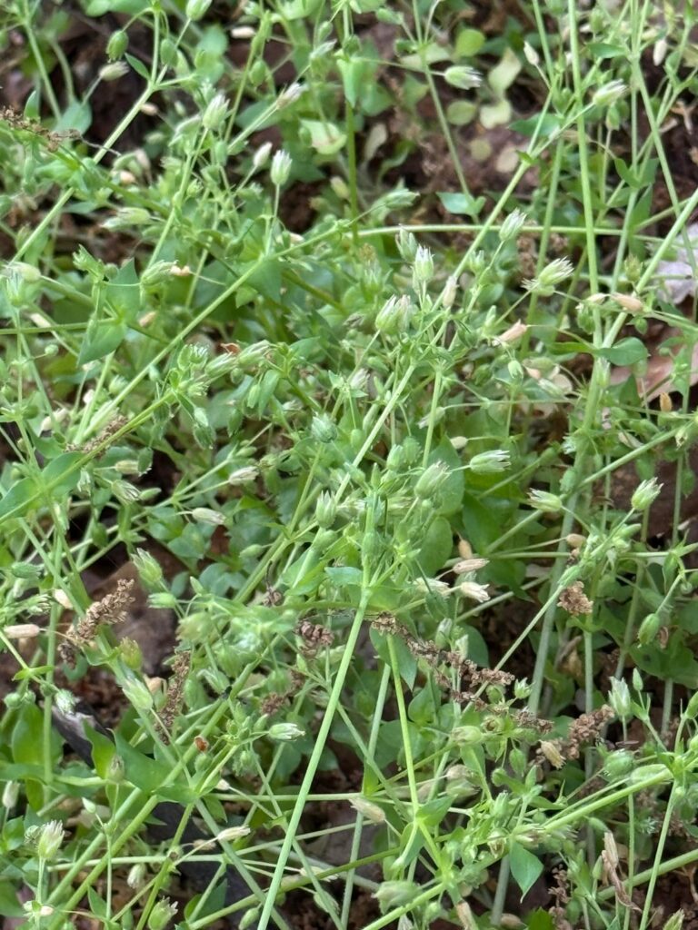 What is this Georgia “weed”?