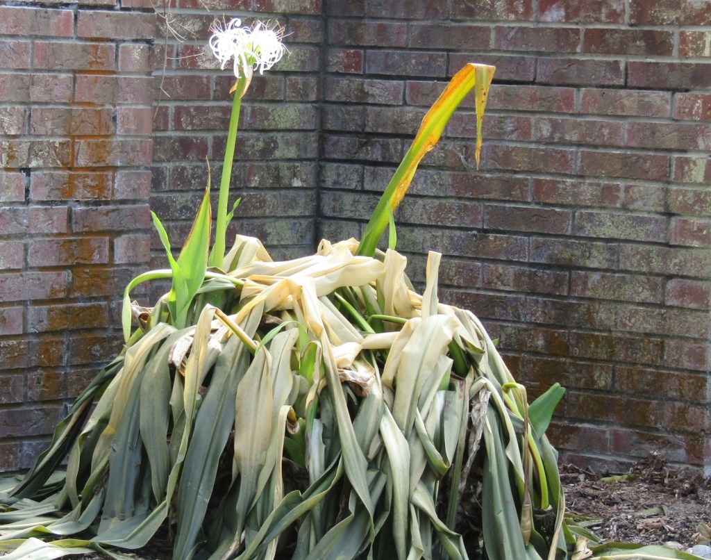 Now right time for some renewal pruning of crinums Now right time for some renewal pruning of crinums