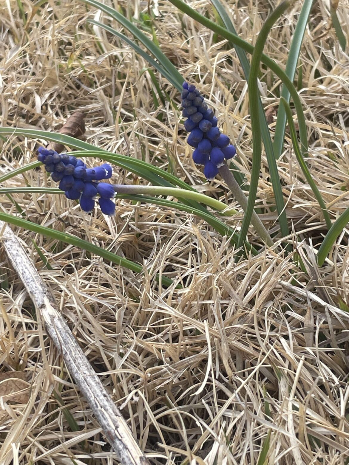 What plant is this? Is it poisonous? Northern Connecticut