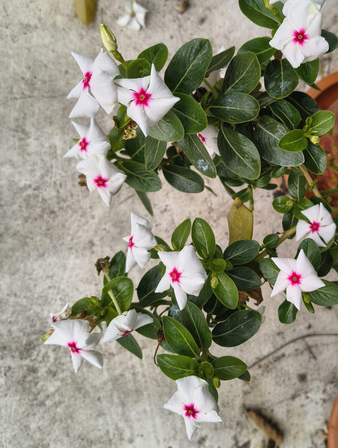 Catharanthus roseus [OC]