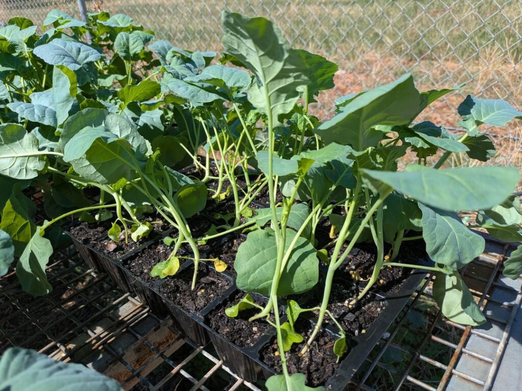 Broccoli seedlings too old?