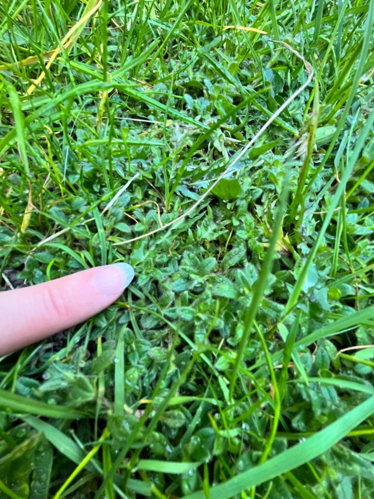 Anyone know what these plants are growing on my ‘lawn’?