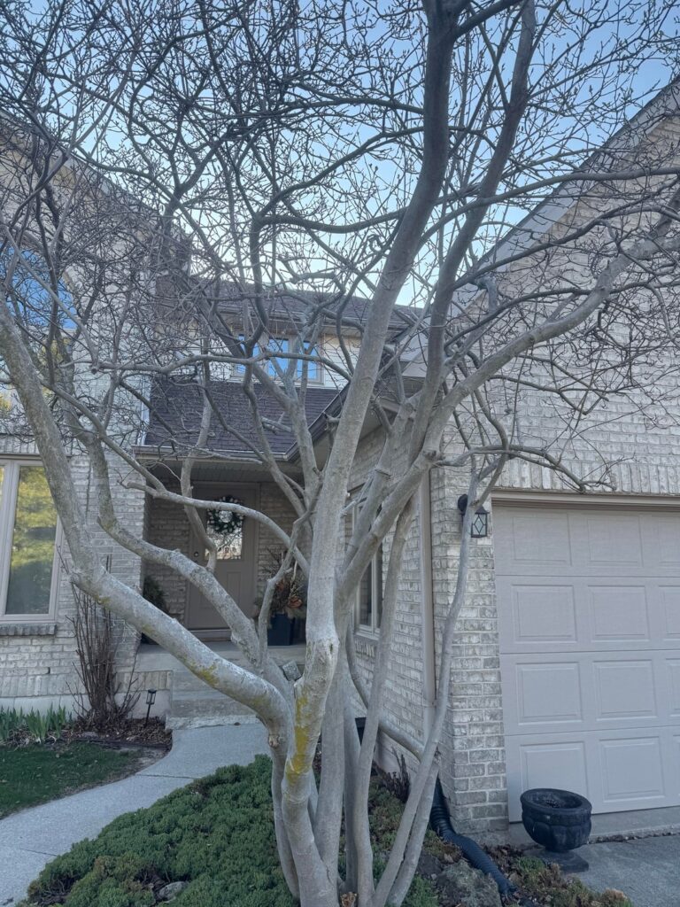 Should I remove the intersecting limbs on this magnolia? Should I remove the intersecting limbs on this magnolia?