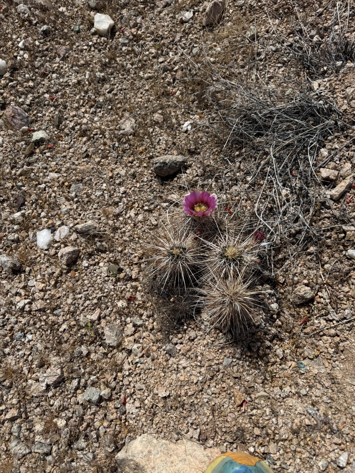 Hedgehog Cactus