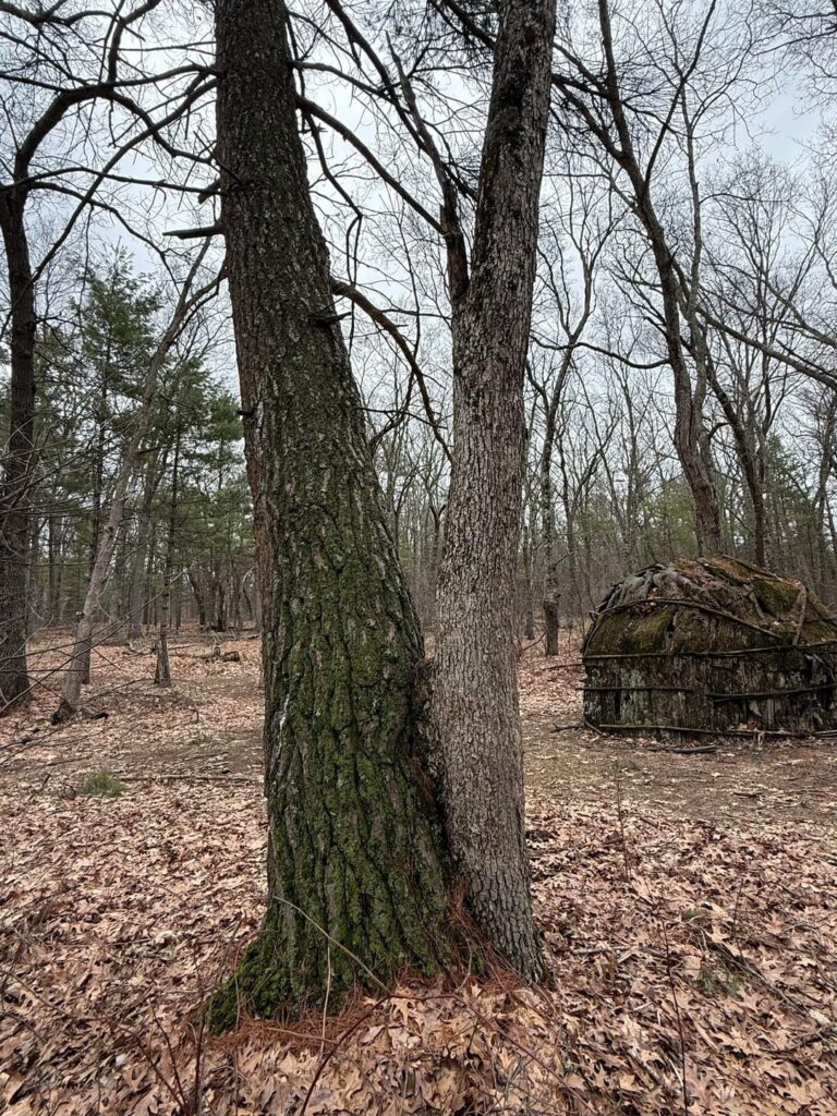 Fused trees