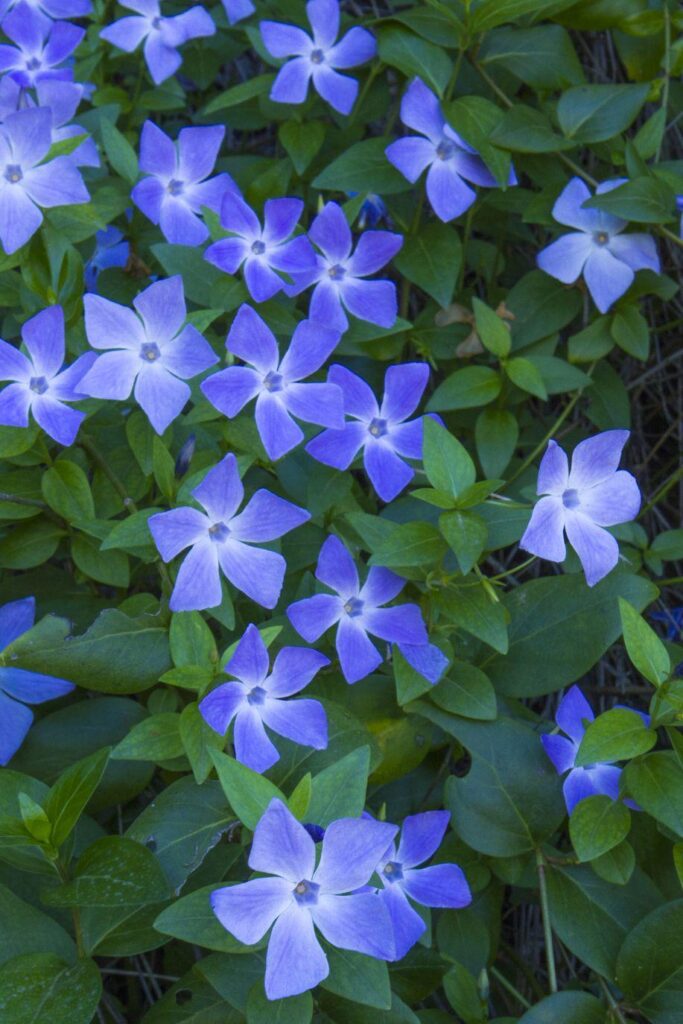 Periwinkle also known as myrtle.