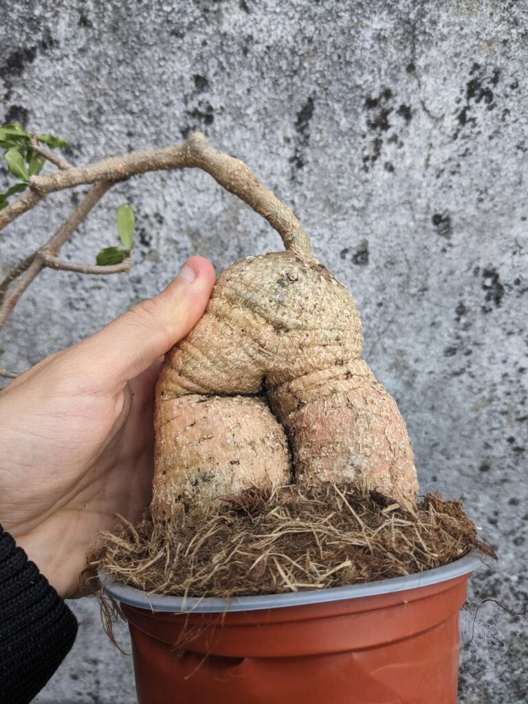 Will the caudex grow if I bury the exposed part again?