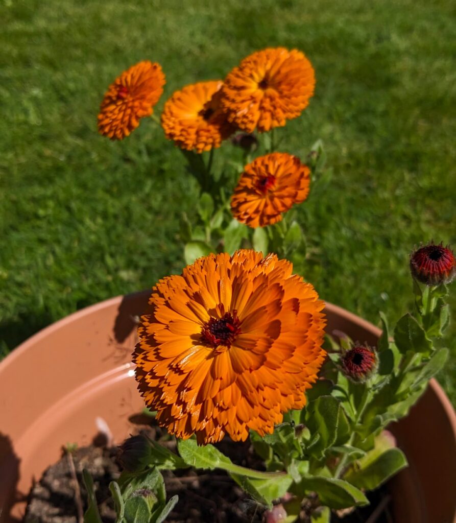Marigolds are magnificent