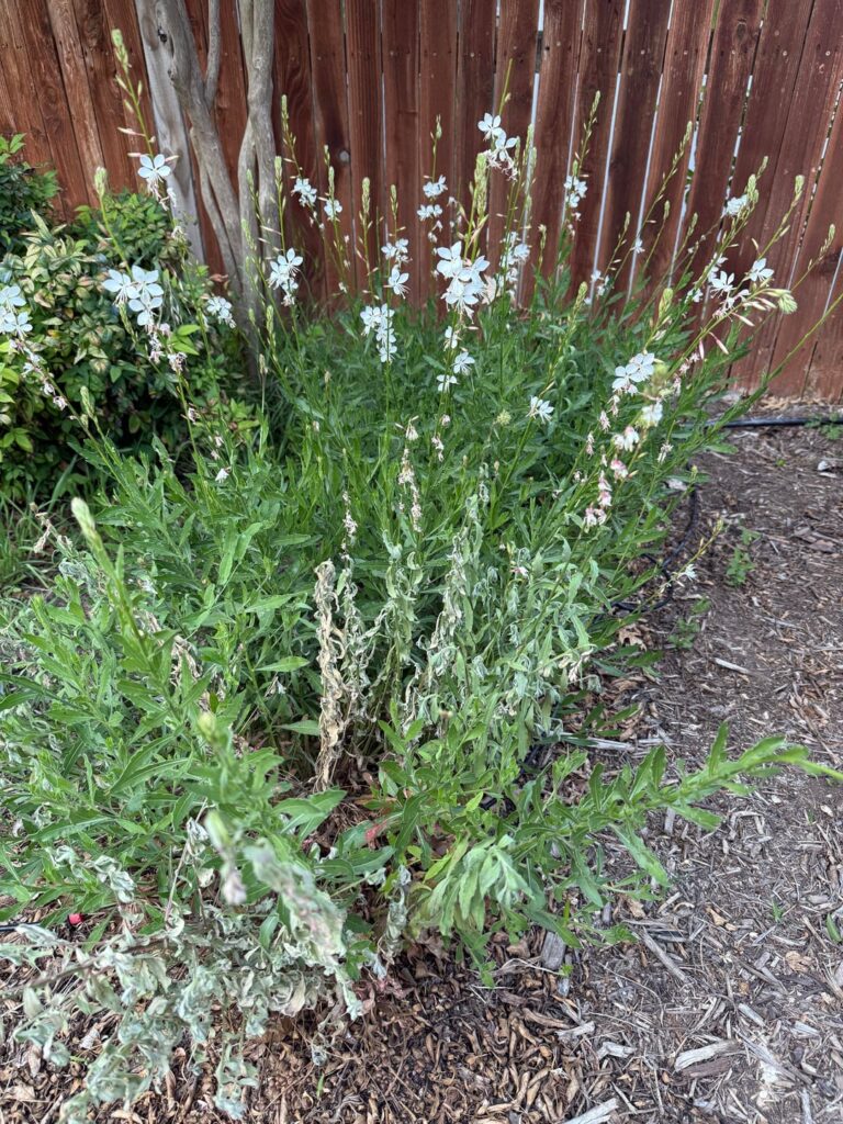 help my gaura help my gaura