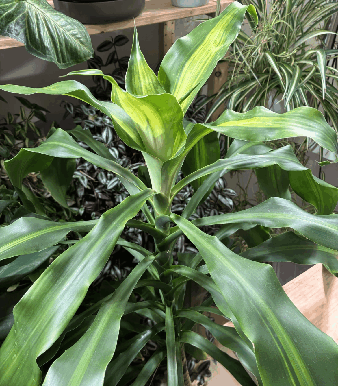 Dracaena Fragrans / Cornplant sudden change in growth, color, smell – good or bad? Dracaena Fragrans / Cornplant sudden change in growth, color, smell - good or bad?