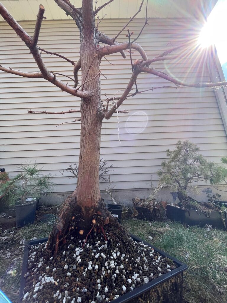 Ugly duckling Dawn Redwood Ugly duckling Dawn Redwood