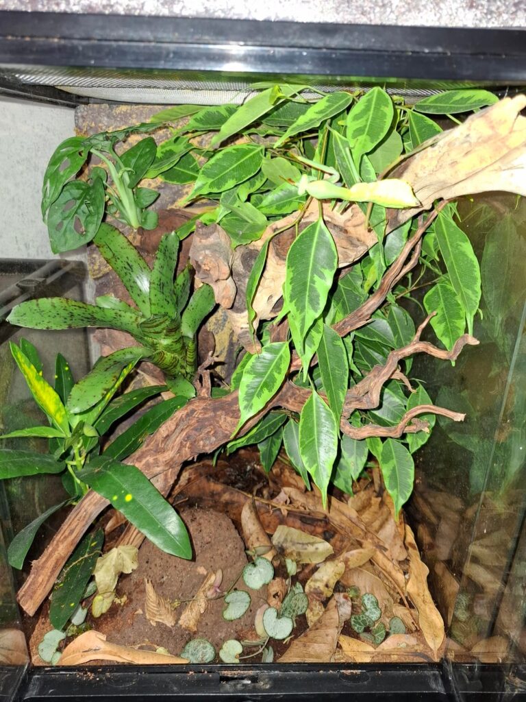 Setup for my mantis Hierodula majuscula