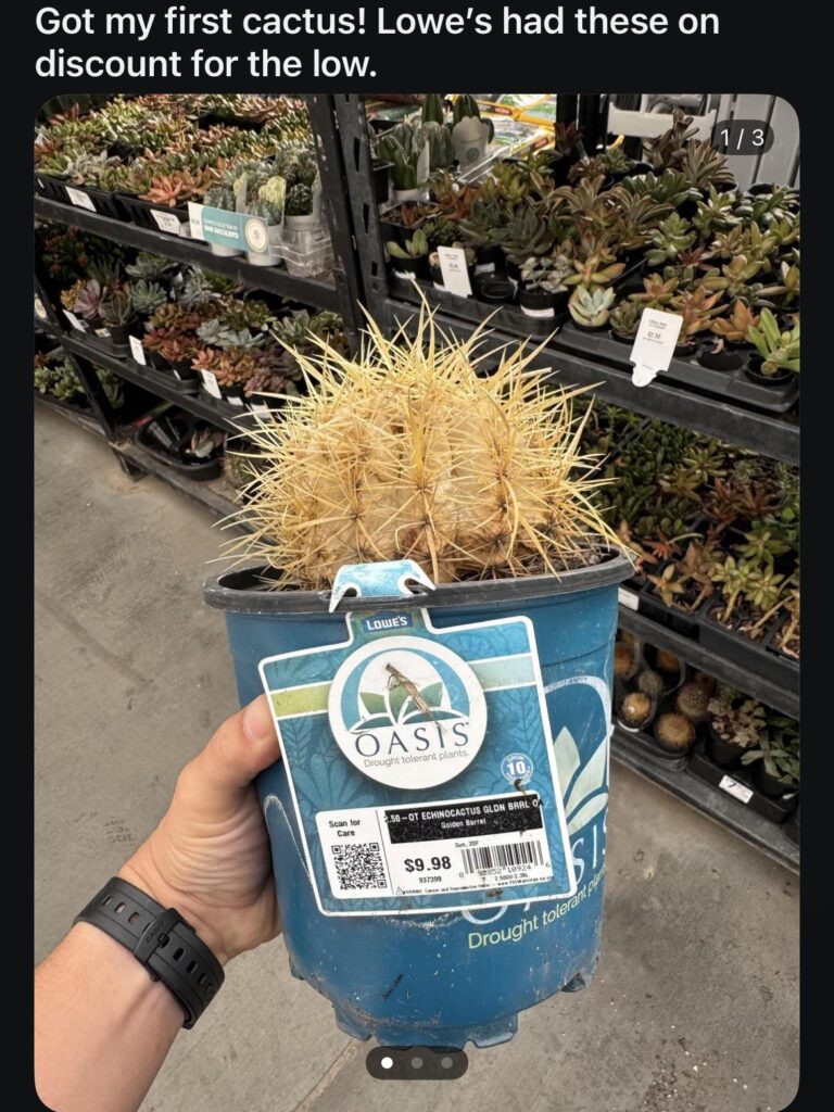 🌵
