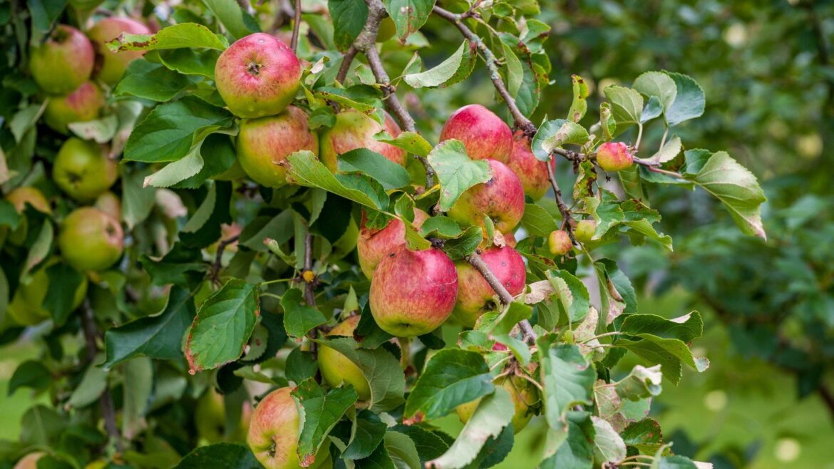 5 Disease-Resistant Fruit Trees That Deliver Big Harvests Red apples ripening on a branch in an orchard