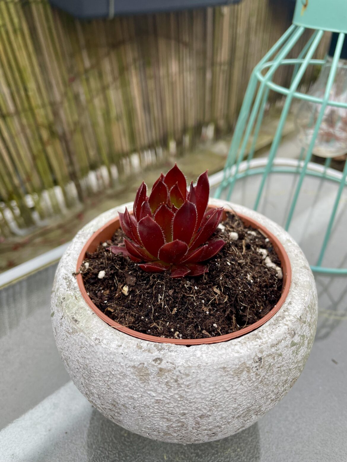 Is this an echeveria? What kind?