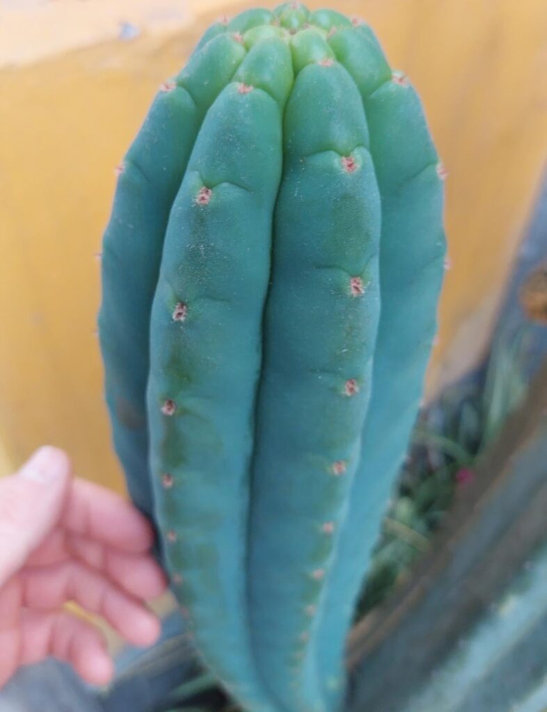 Lima area, pachanoi.
