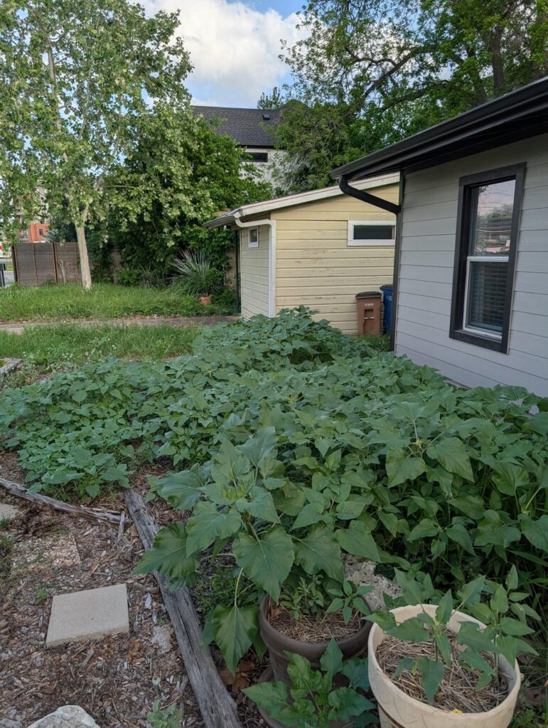 Should I thin my sunflowers? Should I thin my sunflowers?