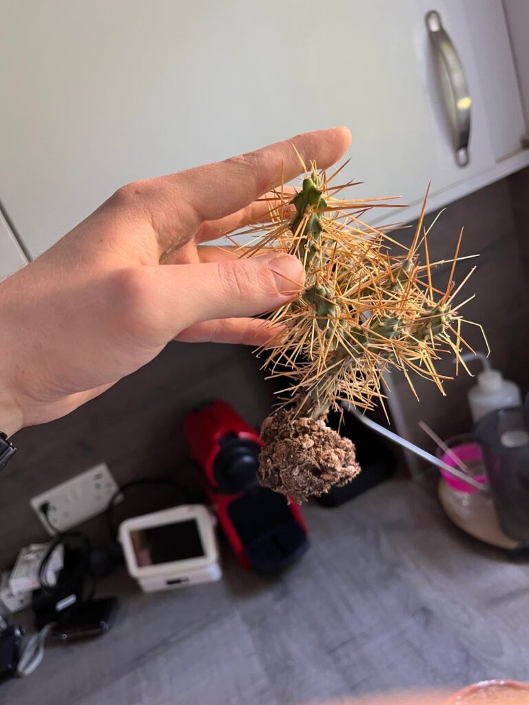 POV: you knock a cylindropuntia hystrix over and reflexively try to catch it